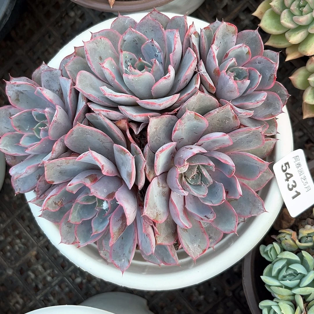 阿雅园艺。      5431