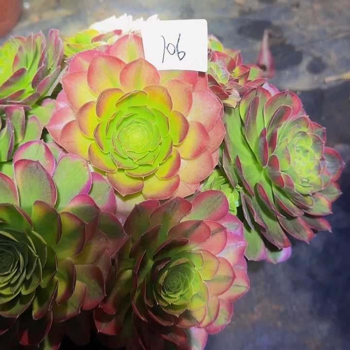 维****年精品万圣节奶白锦捧花福利106