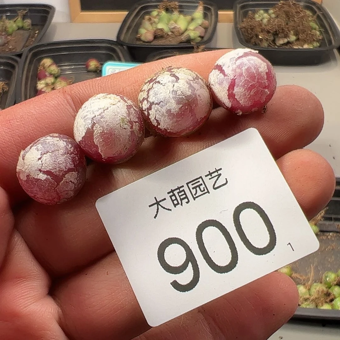 0000900 一物一拍……