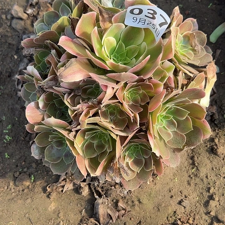 9.25-37香妃多肉植物6