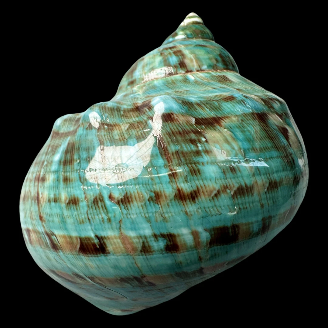 【帝王螺杯（特大！精品）】97.5mm 赠1串杯托 天然贝壳 A6