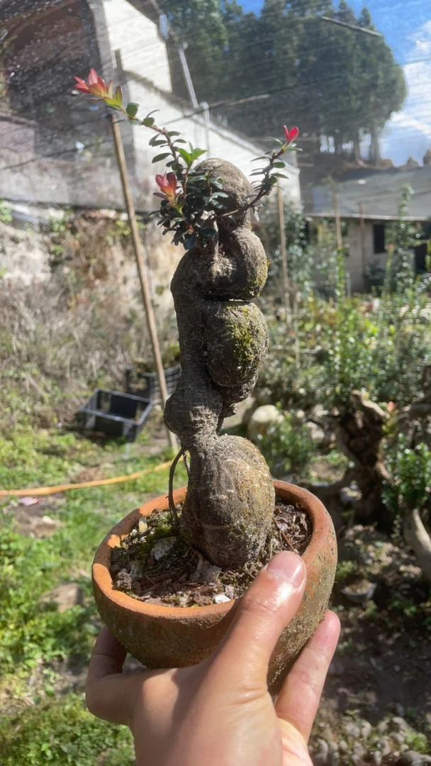 树萝卜盆景，好看又好玩，非常适合懒人盆栽