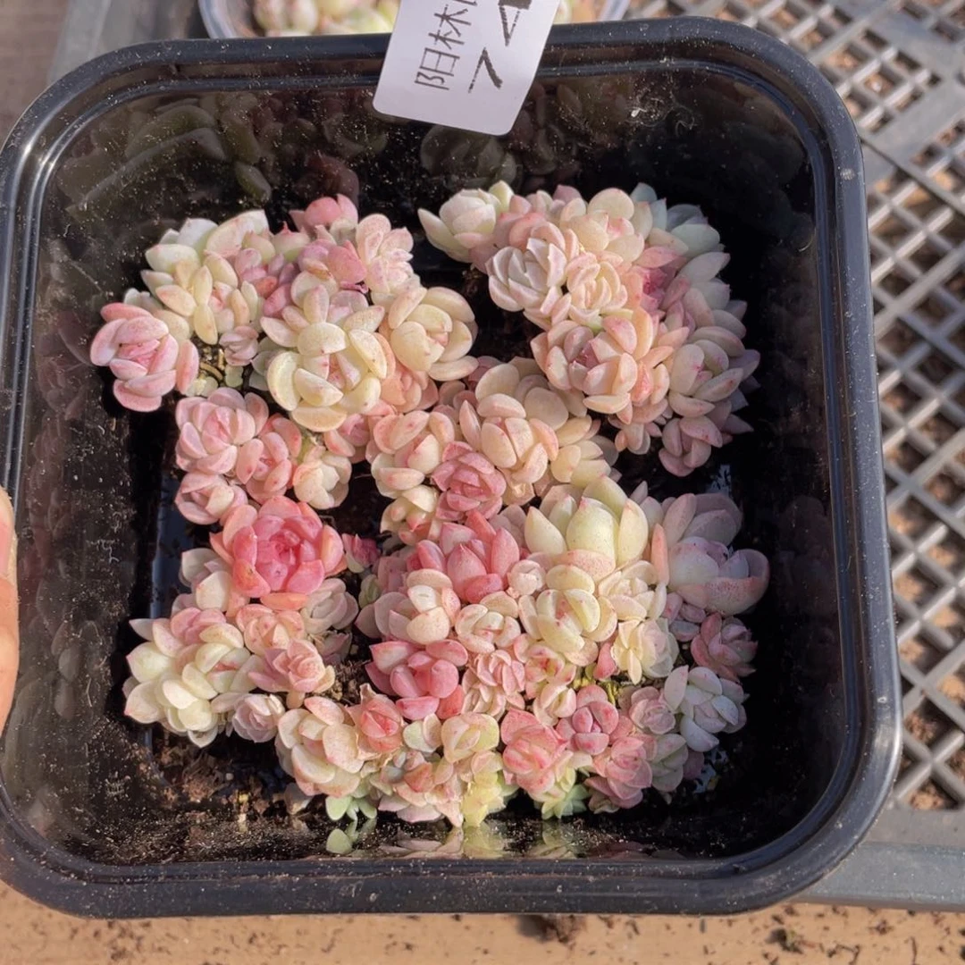 多肉植物多肉植物744