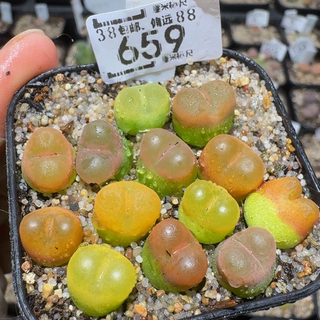 zzzzz精品生石花659