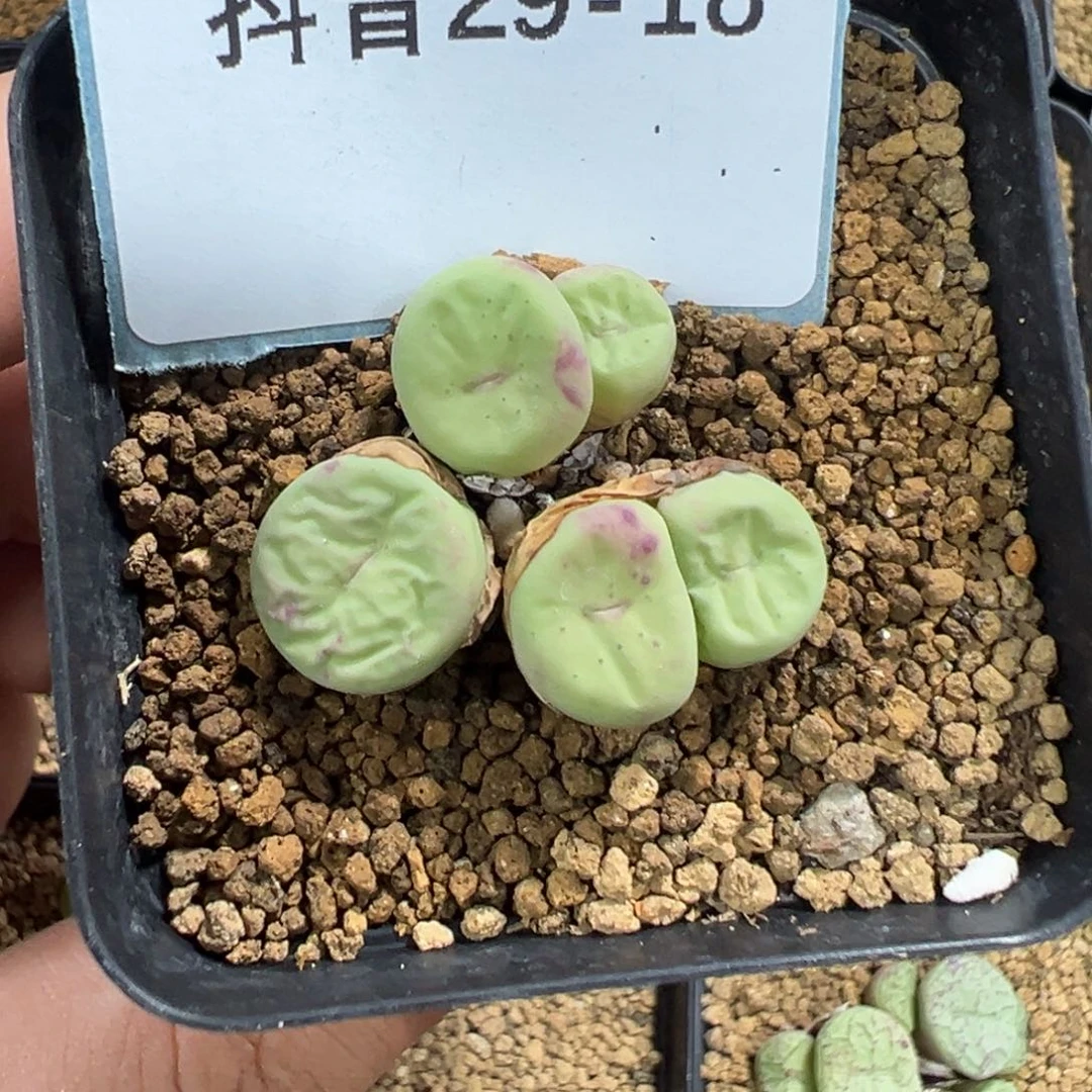 29-18红嘴多肉植物，