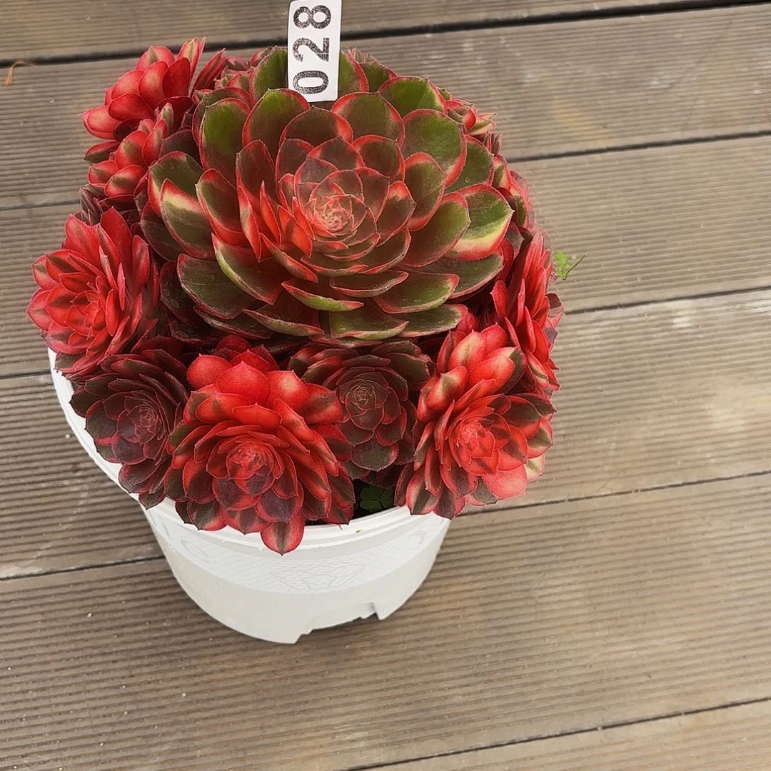 ****H028多肉植物寄养植