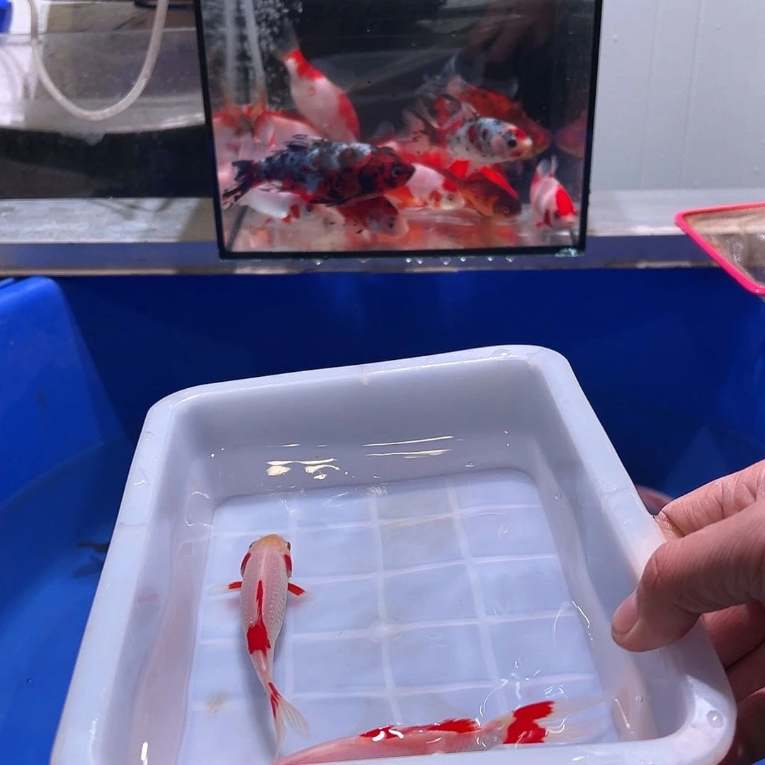 乔***装海水鱼观赏鱼福利多多啊