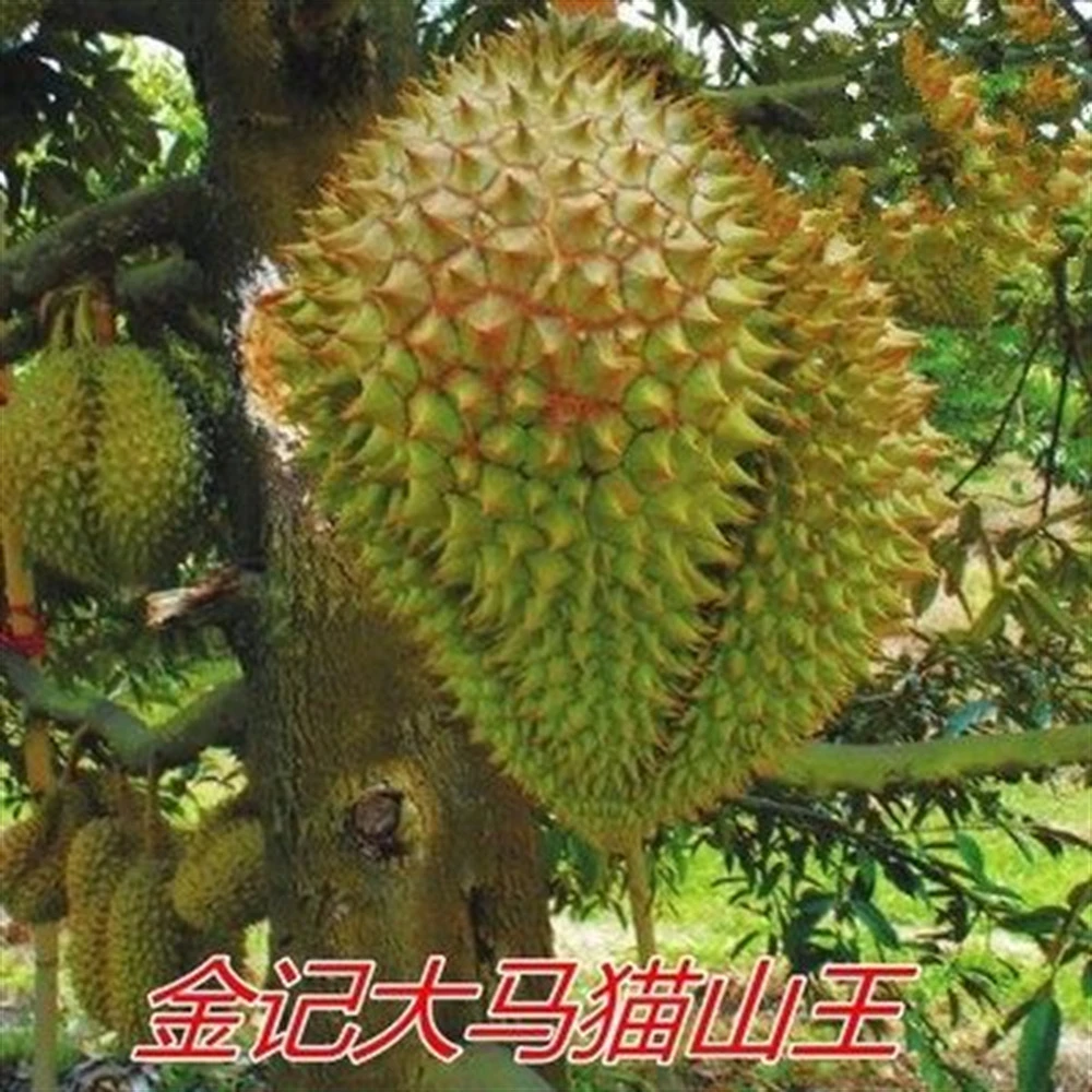 榴莲树苗金枕头榴莲苗猫山王榴莲苗黑刺榴莲苗红肉榴莲苗榴莲蜜苗