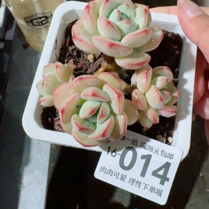 白底香草无盆土发货多肉多