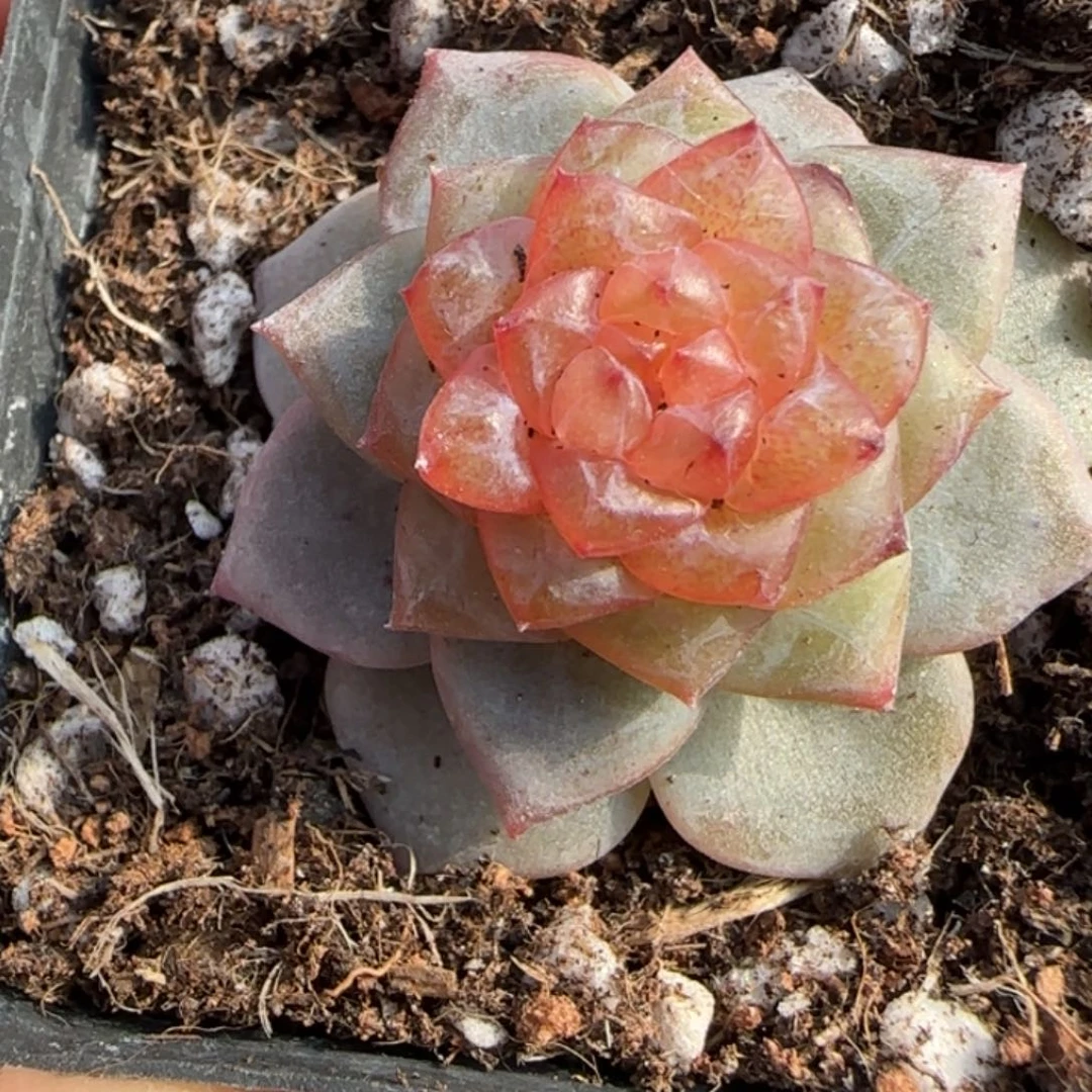 多肉小卡拉米糖心一物一拍