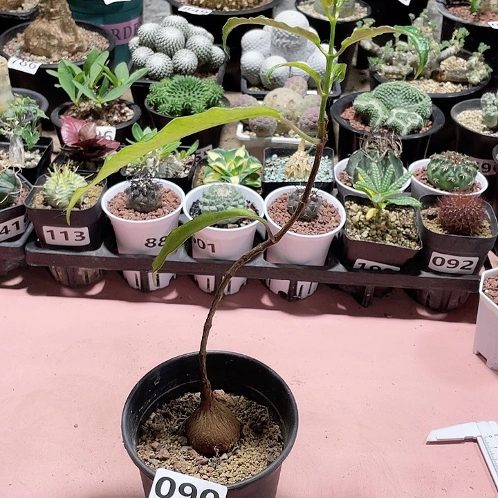 090紫背箩魔块根