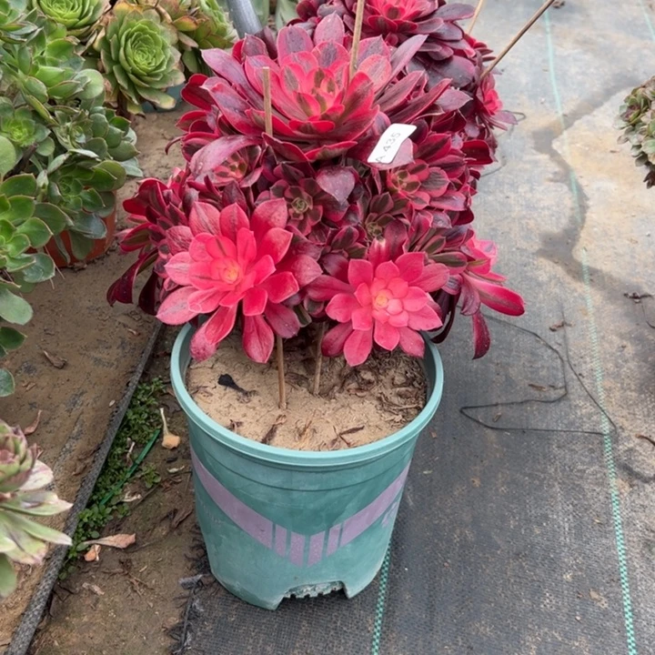 阿*435美杜莎多肉多肉