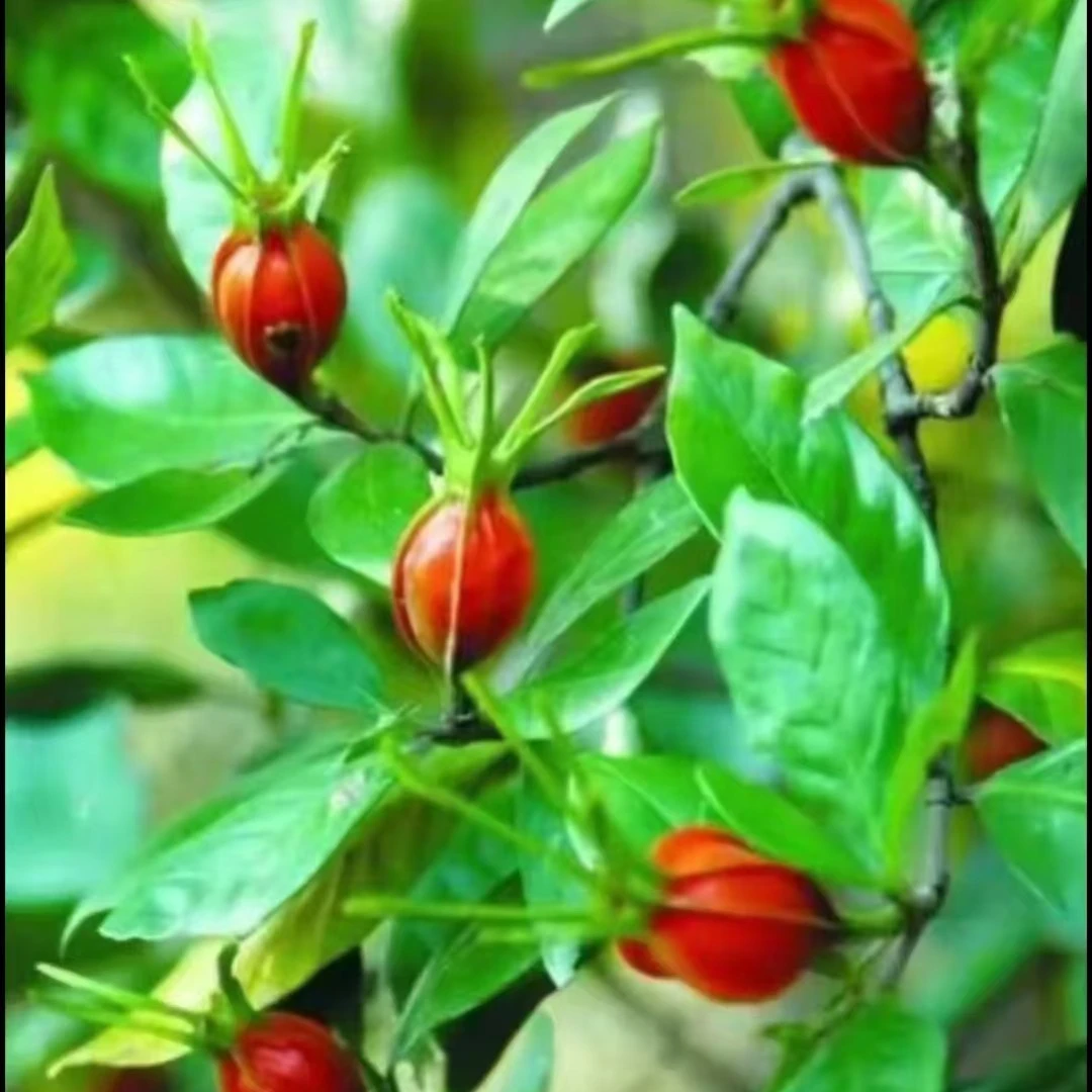 室内盆景四季常绿植物好栽活杜鹃花乌饭树紫薇赤楠桂花黄栀子熟桩