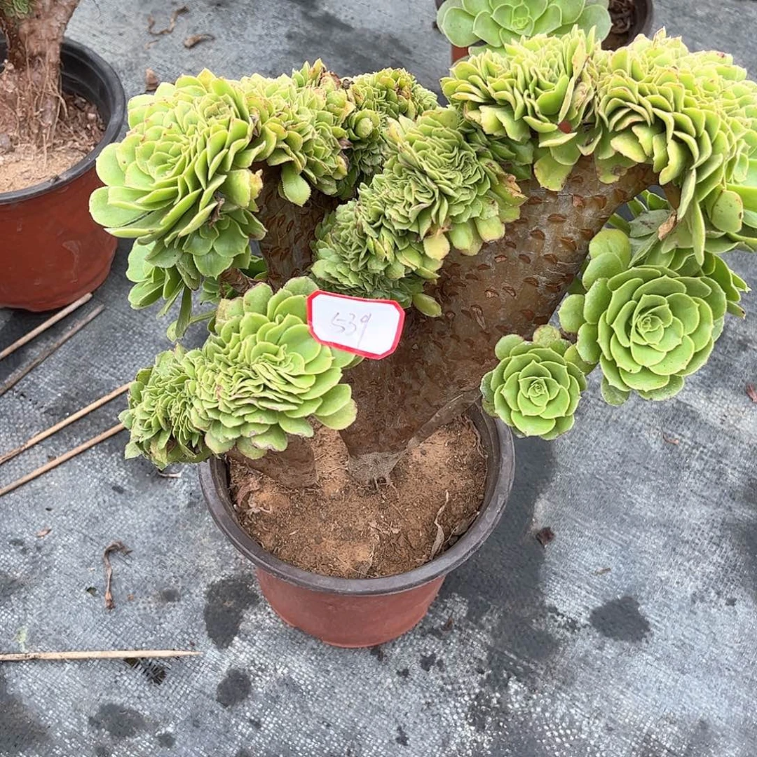 多肉植物539号多肉植物