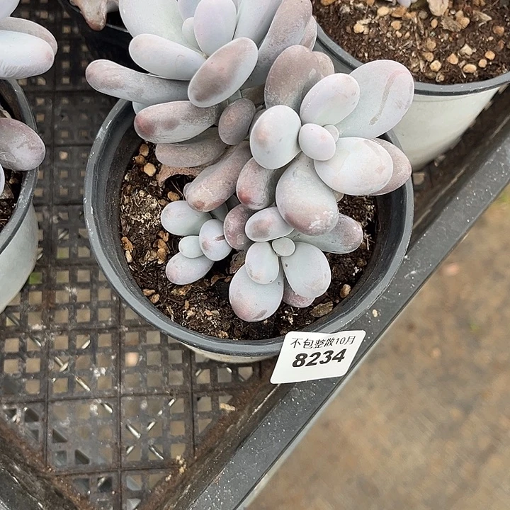 阿雅园艺。        8234奶酪