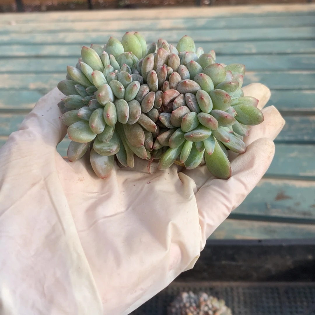 无花朵哈哈哈哈哈哈哈哈哈哈21