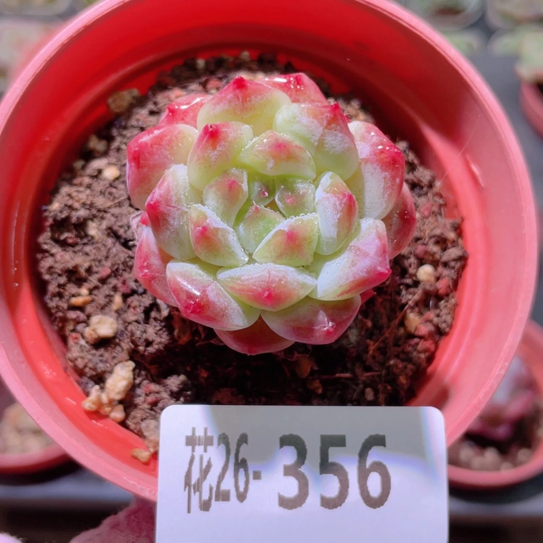 花利美26-356秘境冰魄
