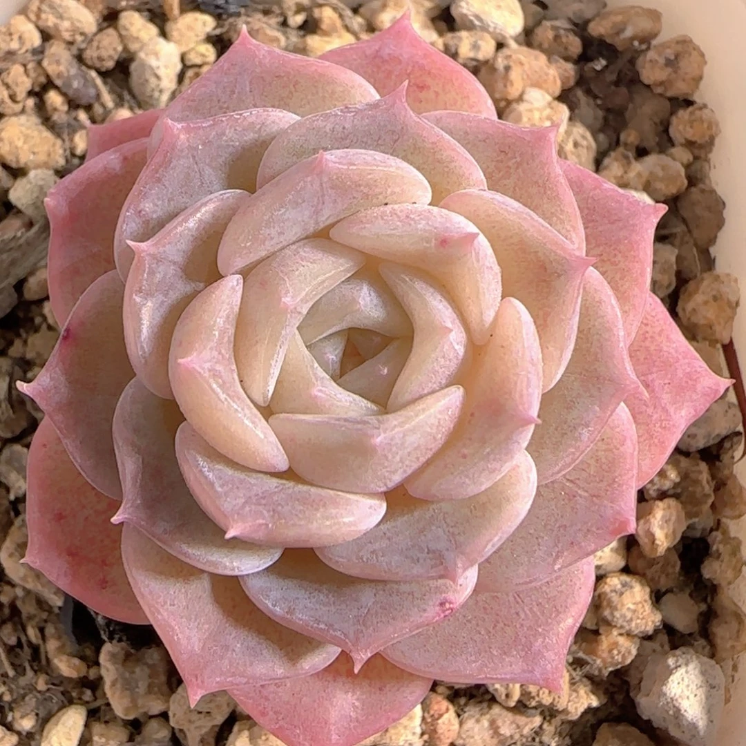 多肉0101-235纯爱纯爱