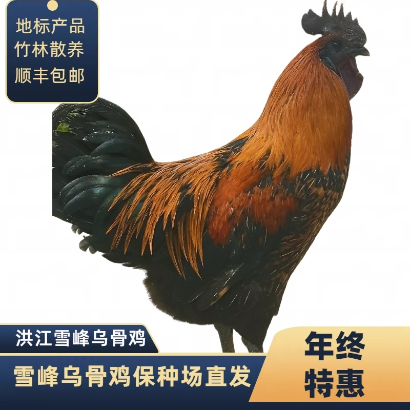 宠物观赏鸡顺丰包邮