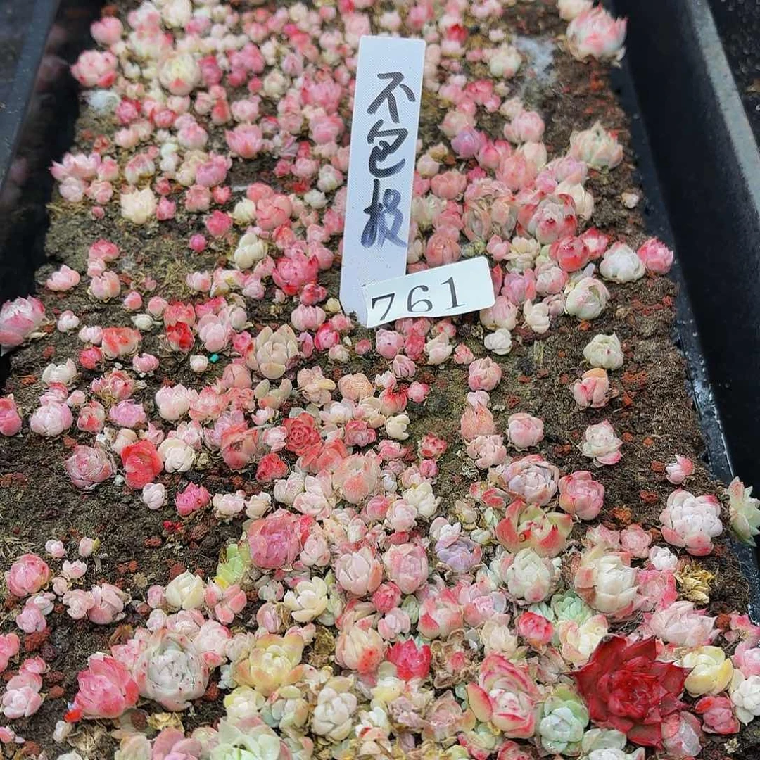 多肉植物多肉植物761