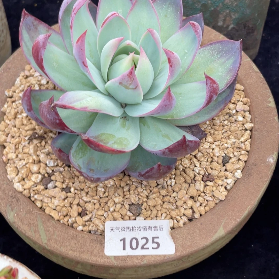 ?****?1025惊鸿仙子单头多肉植物