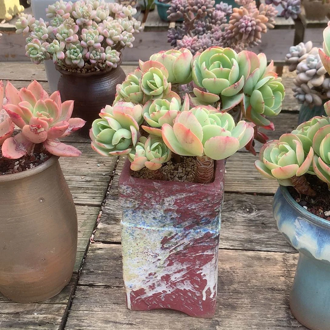 ?**兔碧桃多肉植物脱土