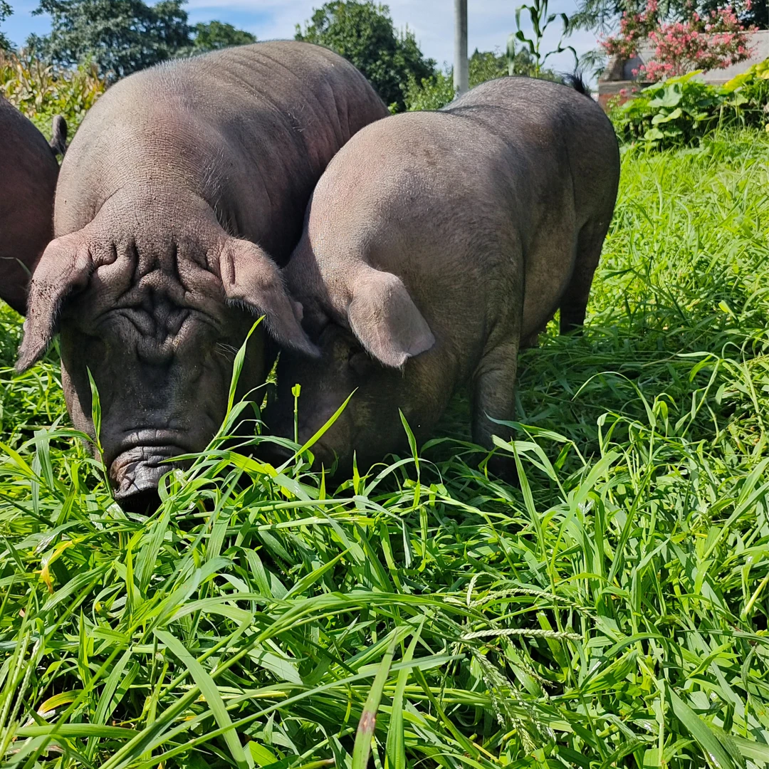 中华土黑猪【四大类私人定制链接】