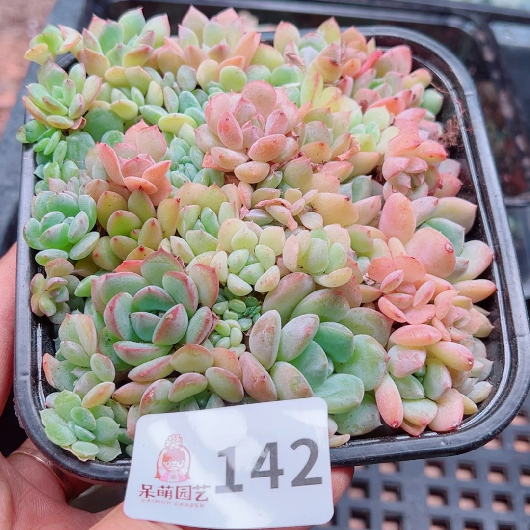 多肉植物多肉植物