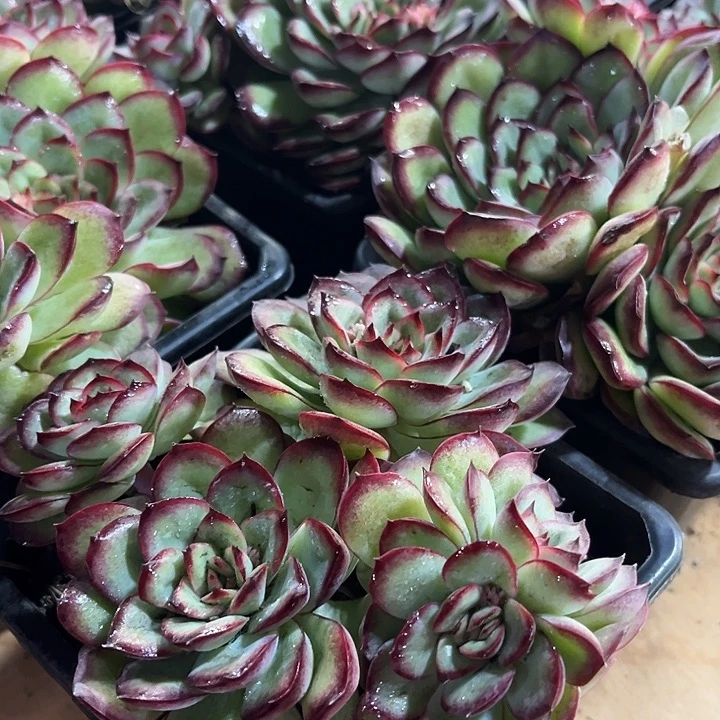 肉酱玫瑰多肉植物