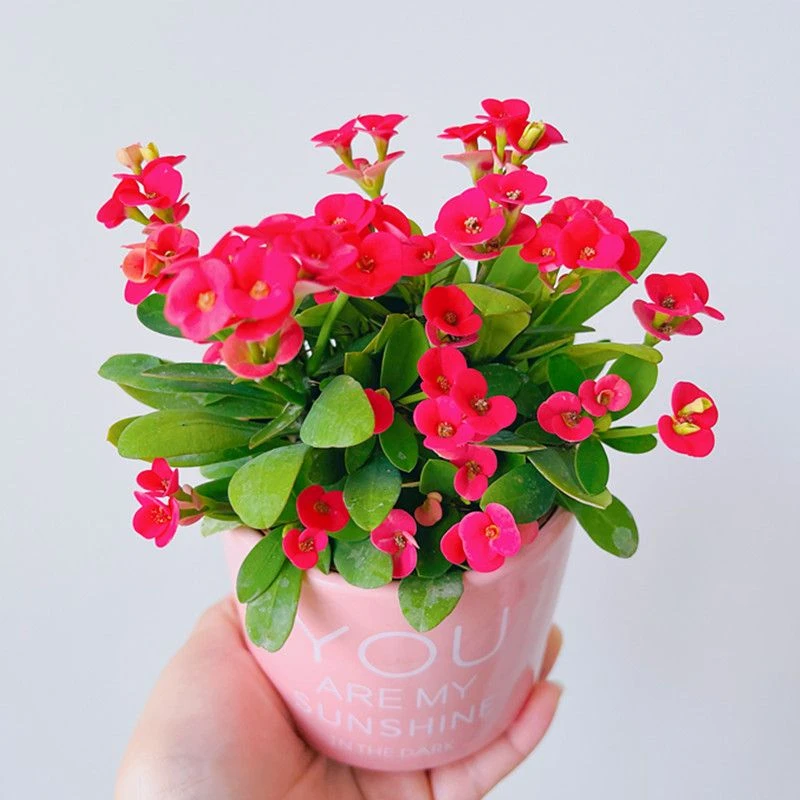 【满9.9包邮】虎刺梅8㎝盆多肉植物以直播间展示为主