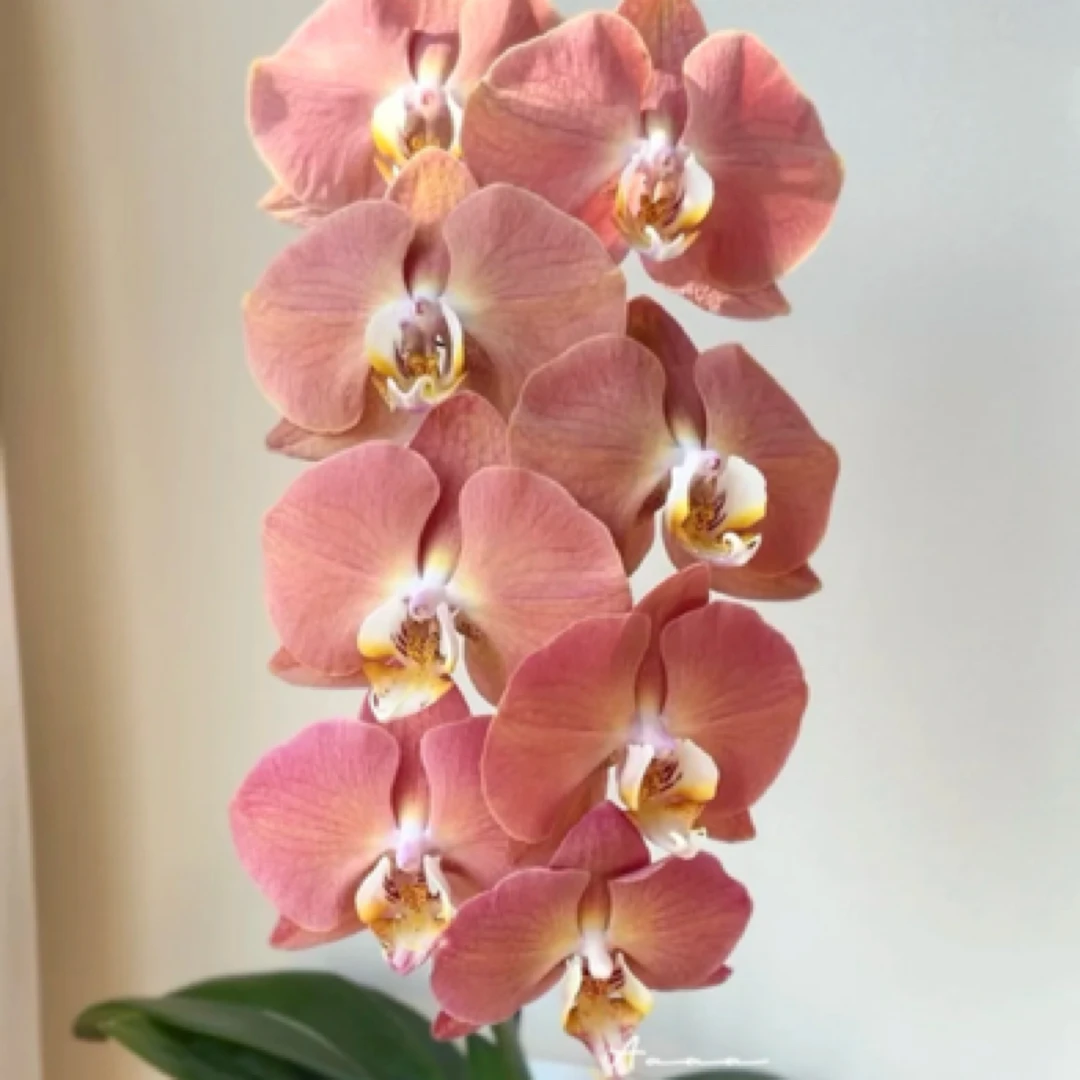 【哈克三文鱼】蝴蝶兰抽梗苗，10公分大花，3.5杯泥炭土