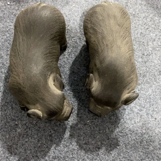缸用****6陶瓷摆件爱好者