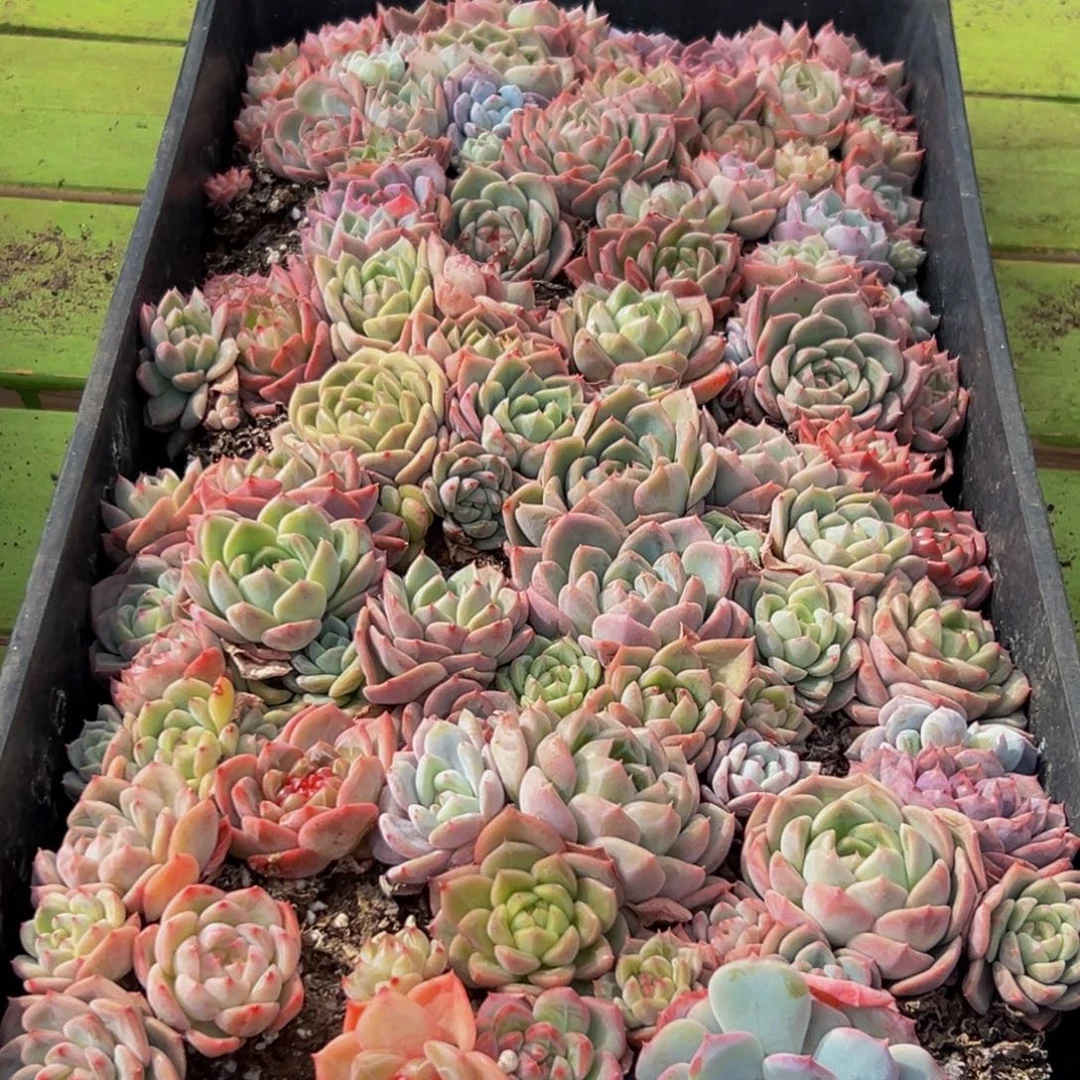 325多肉葡萄领导人物库资料