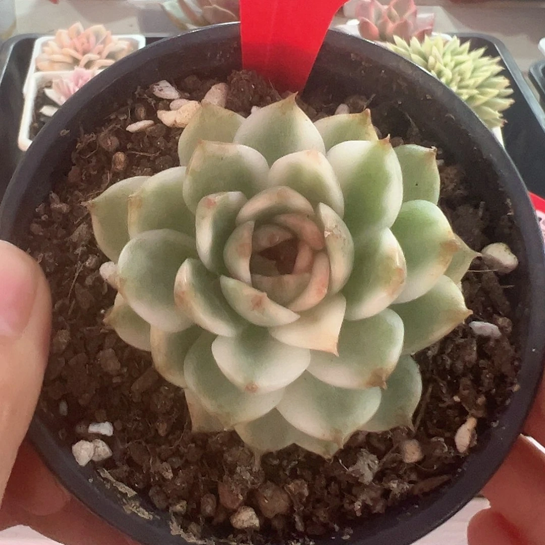 38号黑水晶锦多肉植物