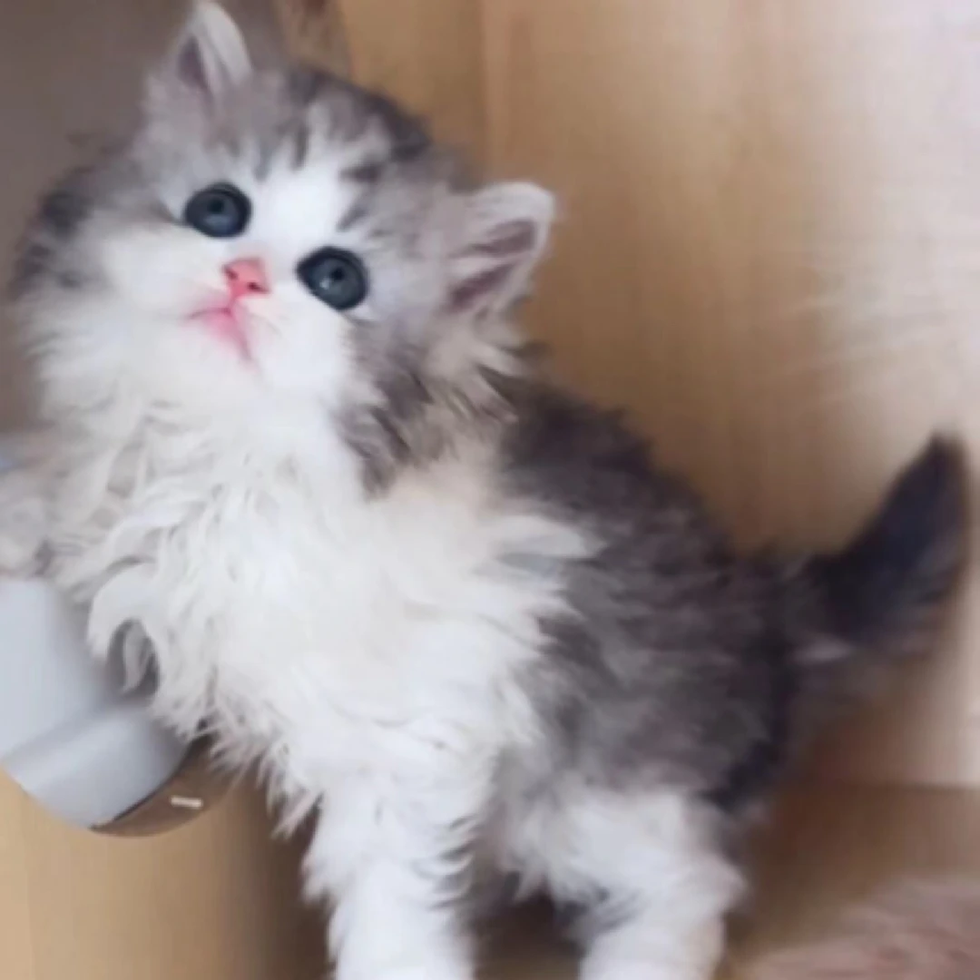 宠物活体猫咪全款成交链接