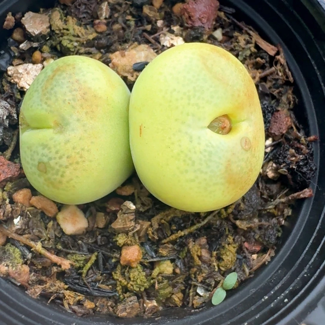 309带盆土发货翠光000000