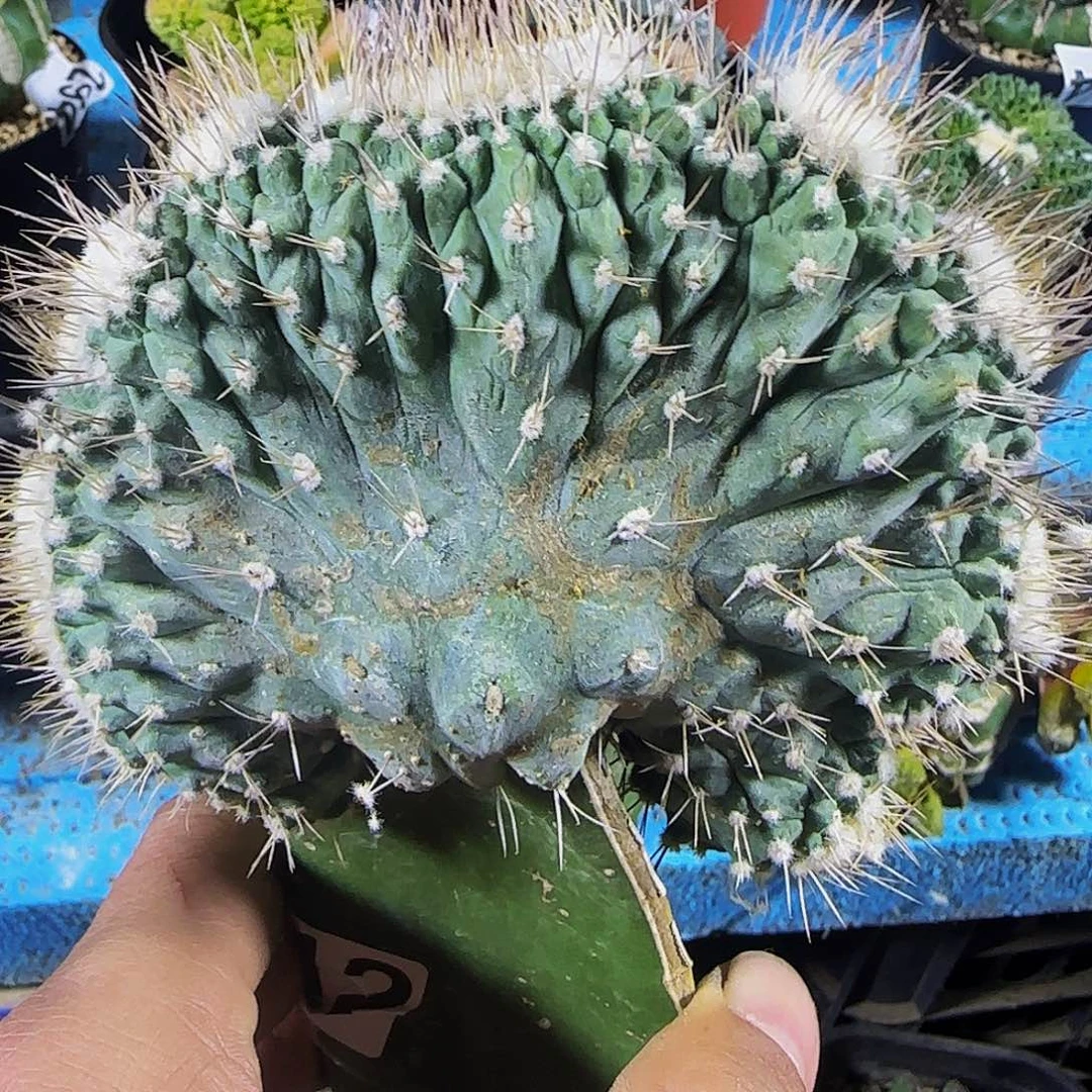菊水缀化712。