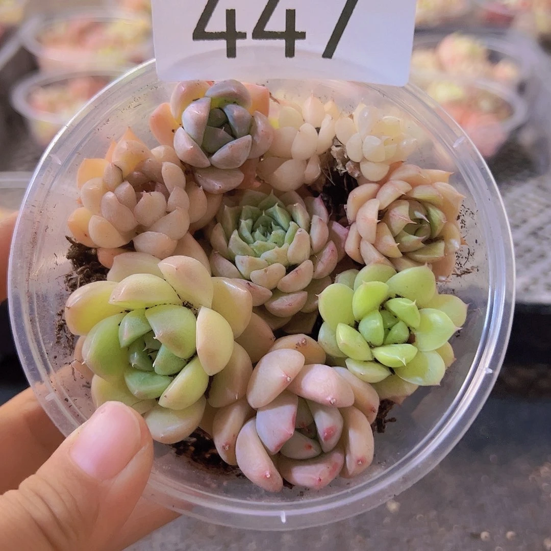 447拼盘，多肉植物