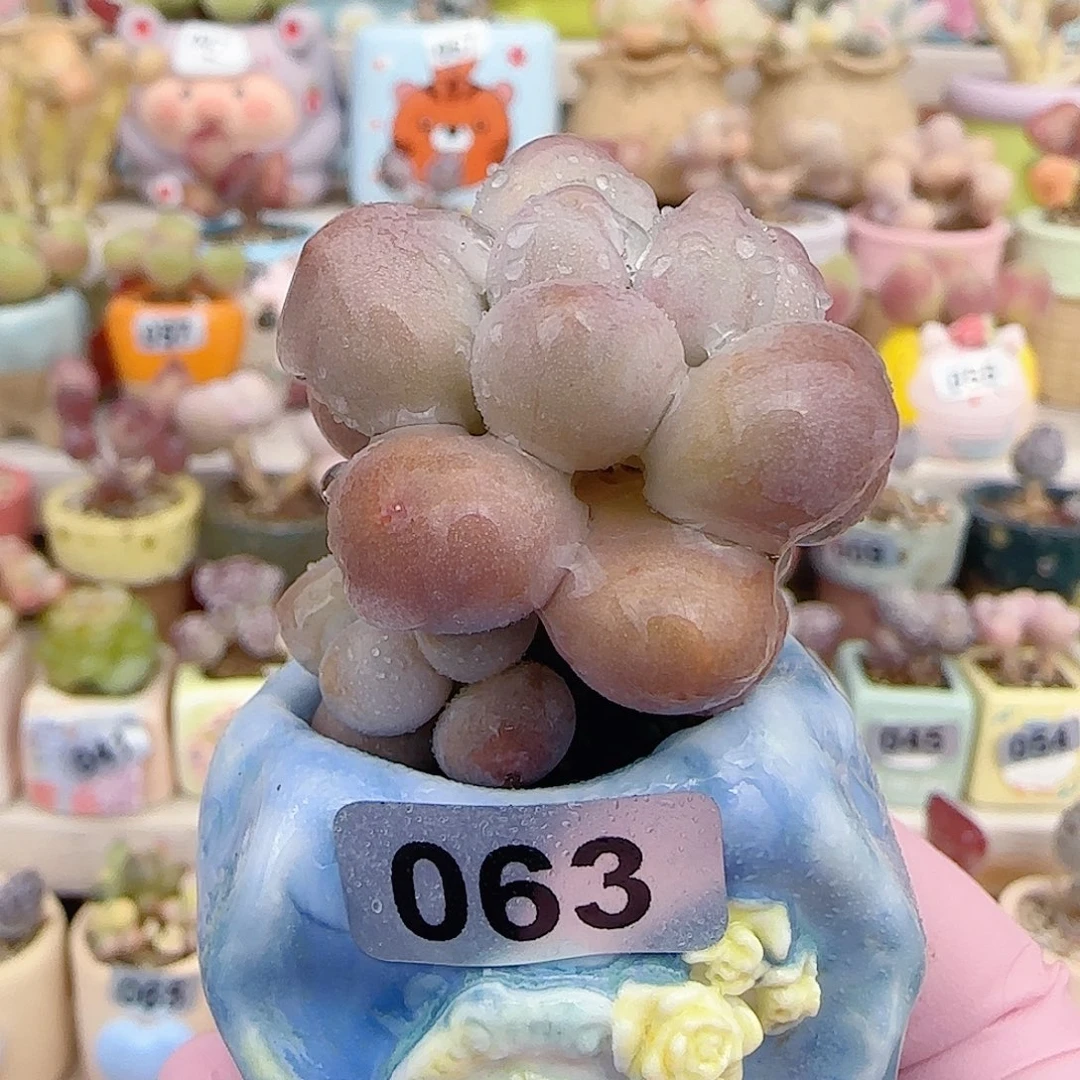 杂交奶酪 盆口3cm
