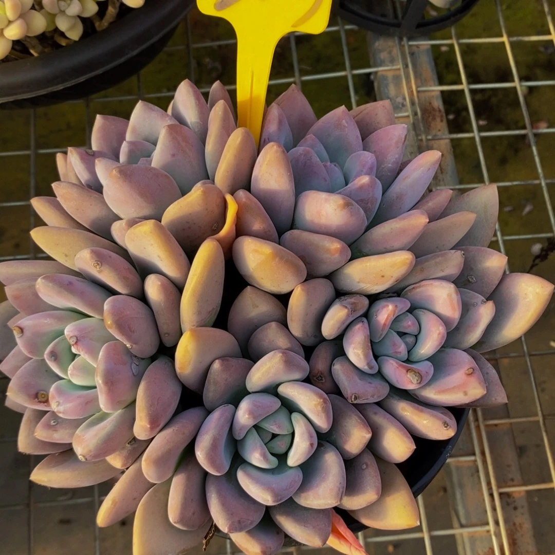 奥普223。
