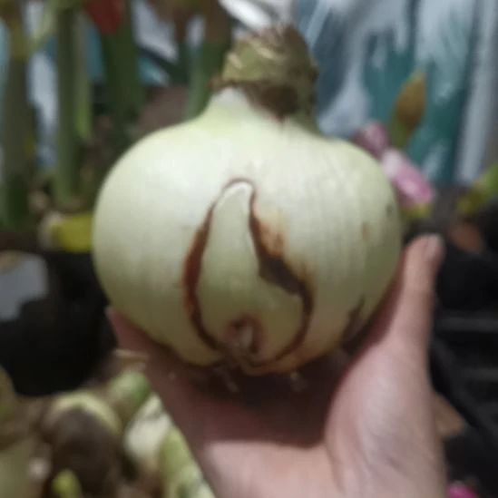 糖果仙女直径11厘米左右微瑕