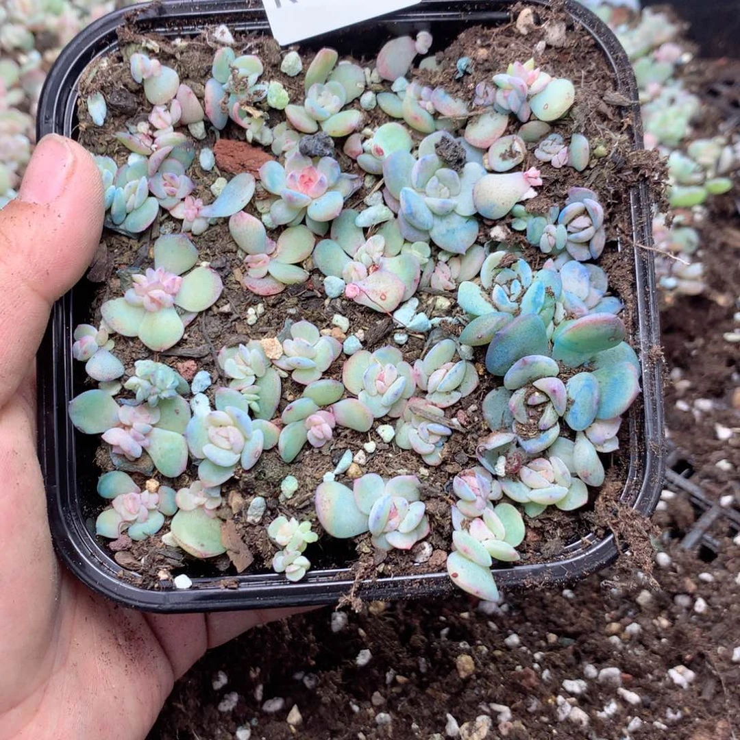 无花朵R220英语英语