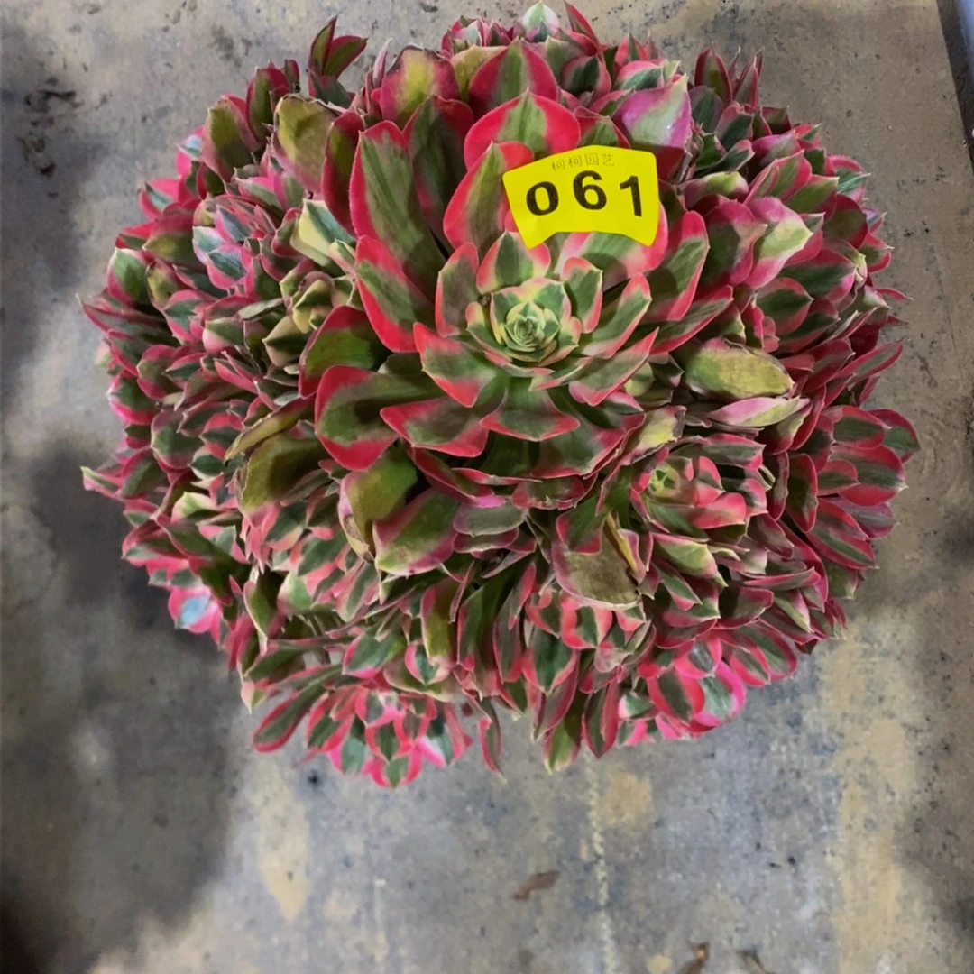 划****~多肉000061粉女郎