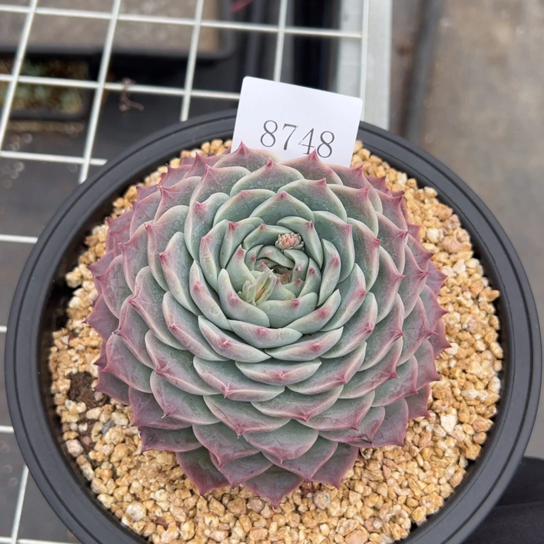 A**a8748多肉多多多多