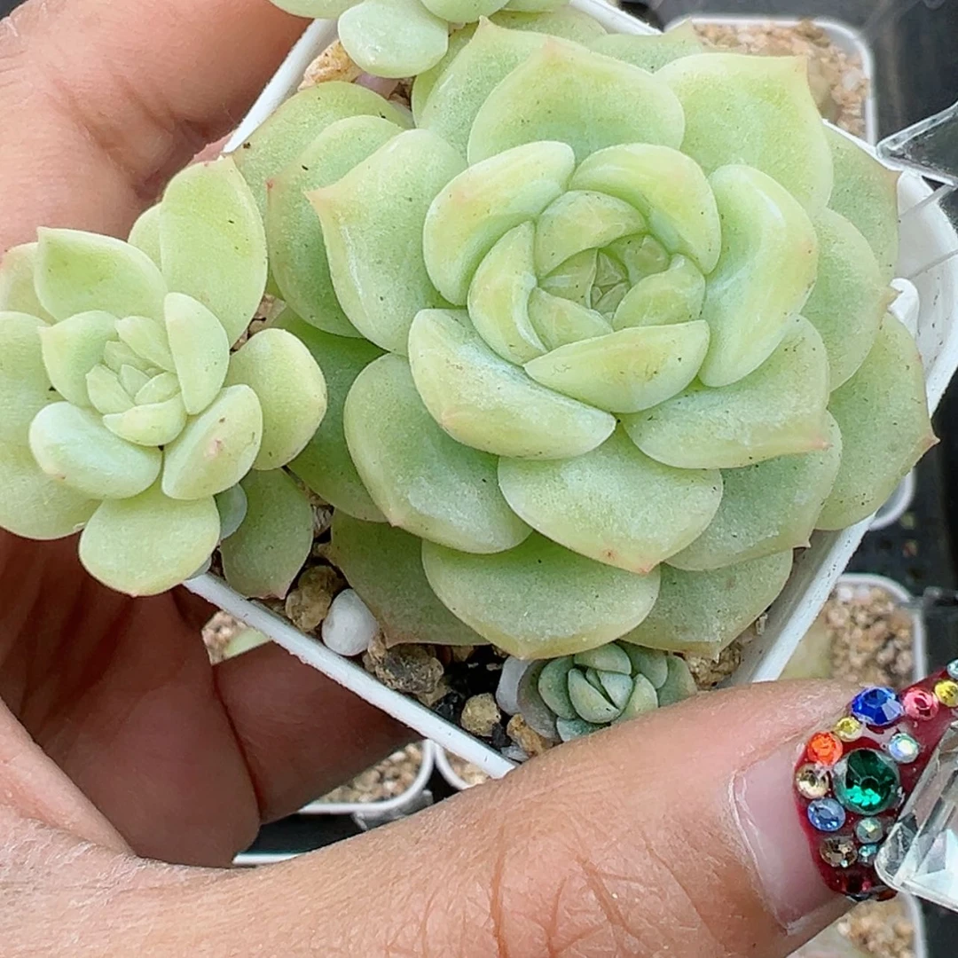 【闪购商品】303号哈哈哈哈哈