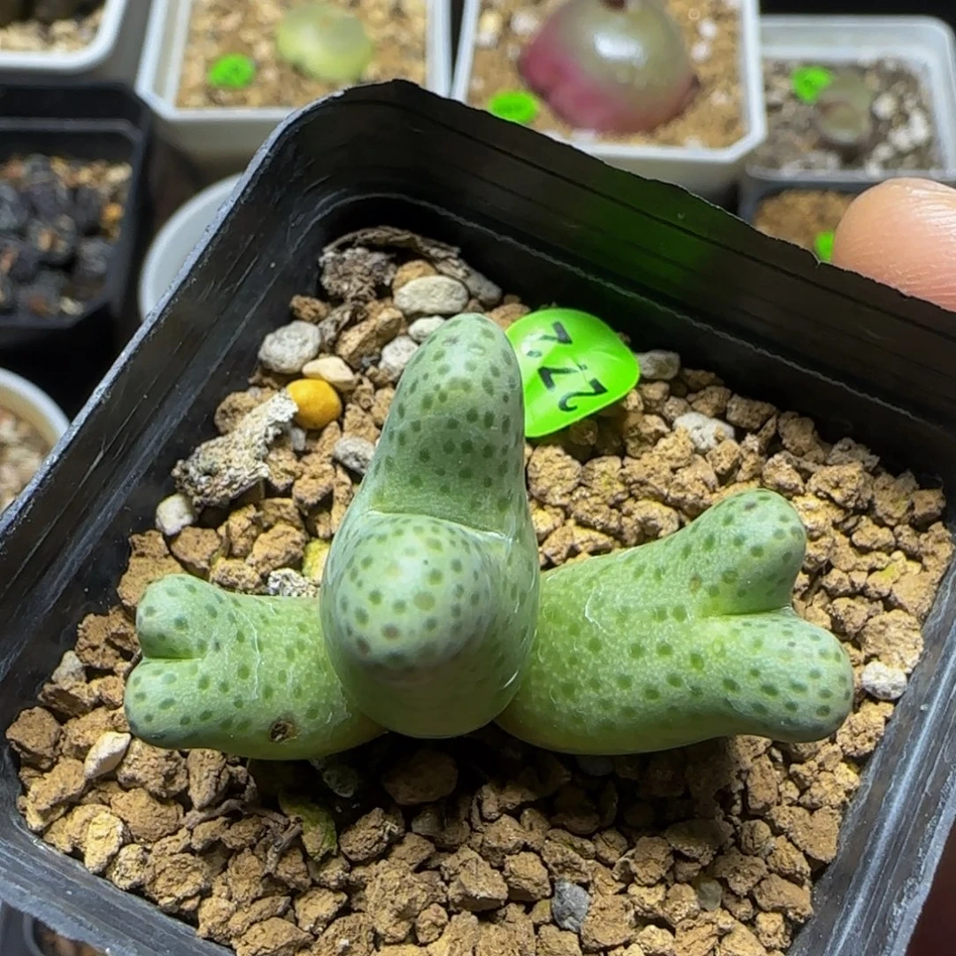 大型955d斑马群272