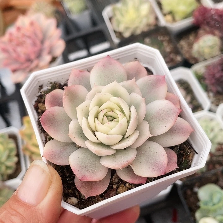 粉水晶锦98888888