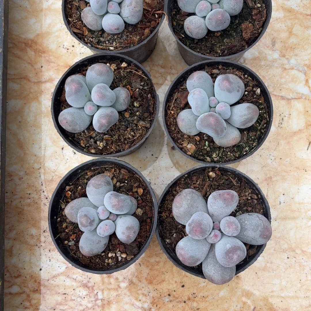 蓝***亮多肉植物米可奶蓝月亮姐6颗