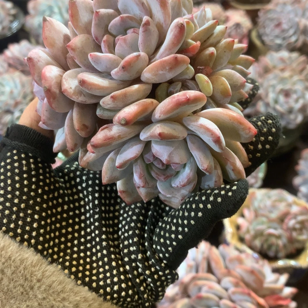 10 哈哈哈哈哈哈哈哈石榴籽