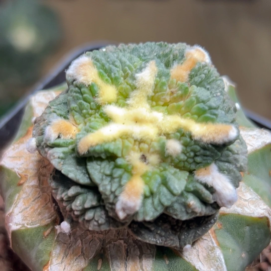 汽***哥238 仙人球仙人球仙人球